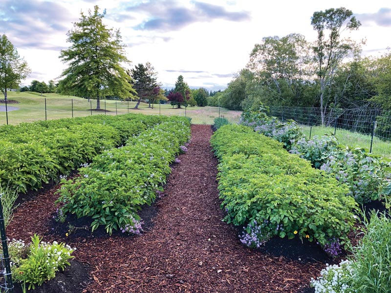 Potato patch golf course