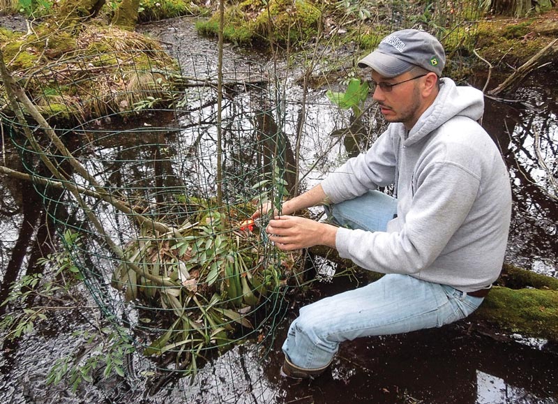 Swamp pink conservation