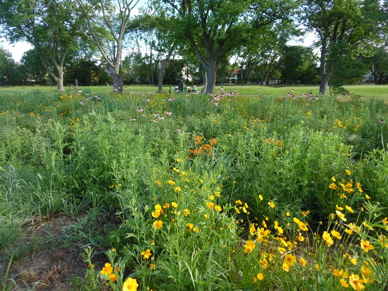 Golf course prairie planting