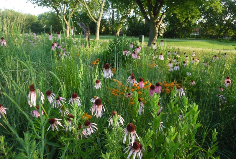 Golf course wildflowers