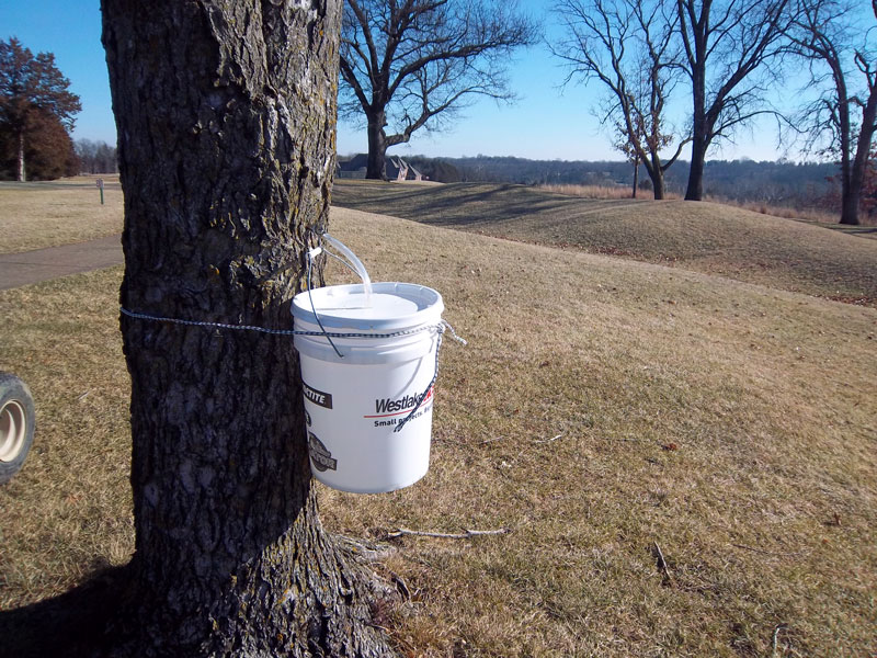 Golf course maple sap collection