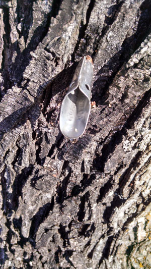 Golf course maple sap collection