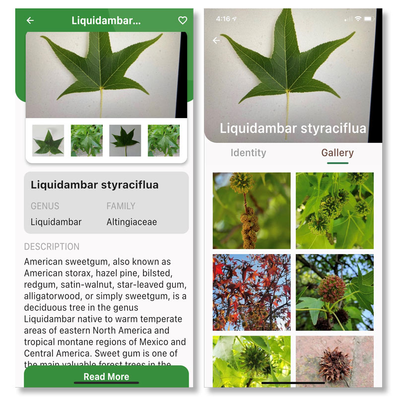 LeafSnap app