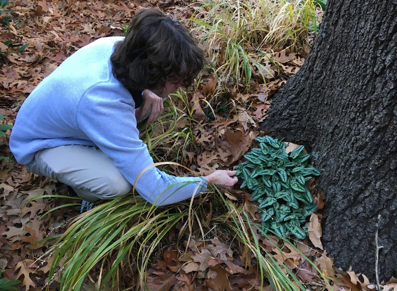 Plant identification golf course