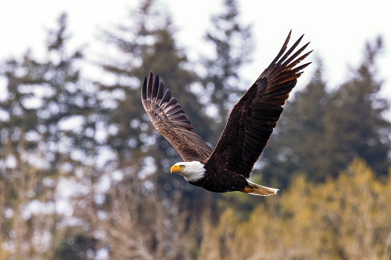 bald eagle