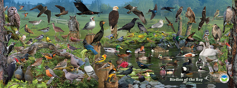 birdies of the bay chart