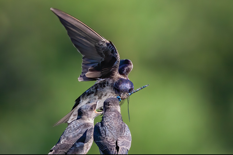 purple martin