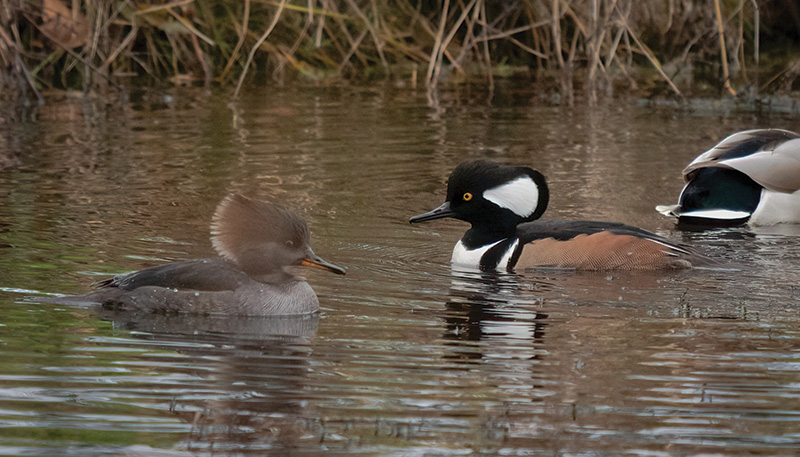 hooded merganser