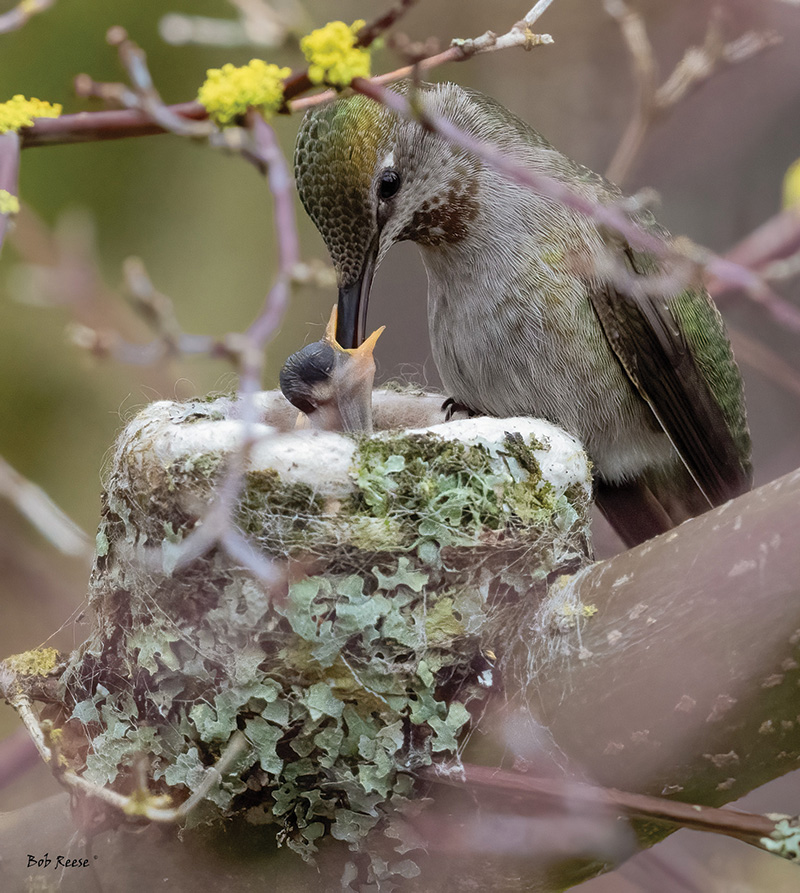 hummingbird