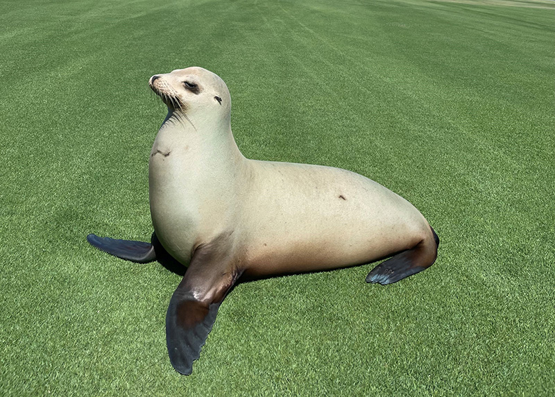sea lion on a golf course