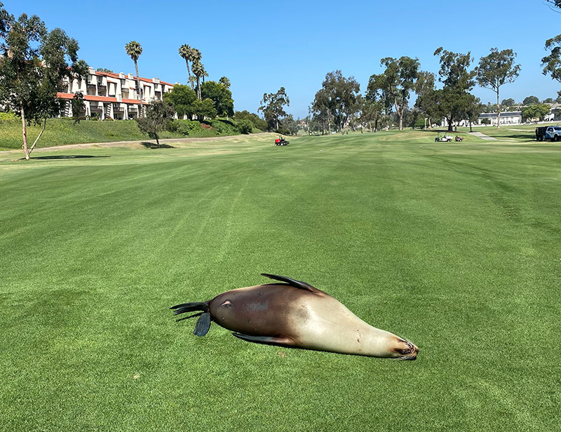sea lion on a golf course