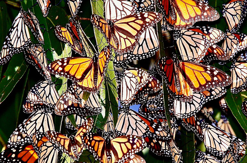 Monarch butterflies