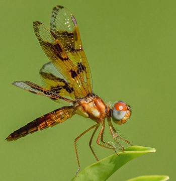 Eastern amberwing dragonfly against a green background
