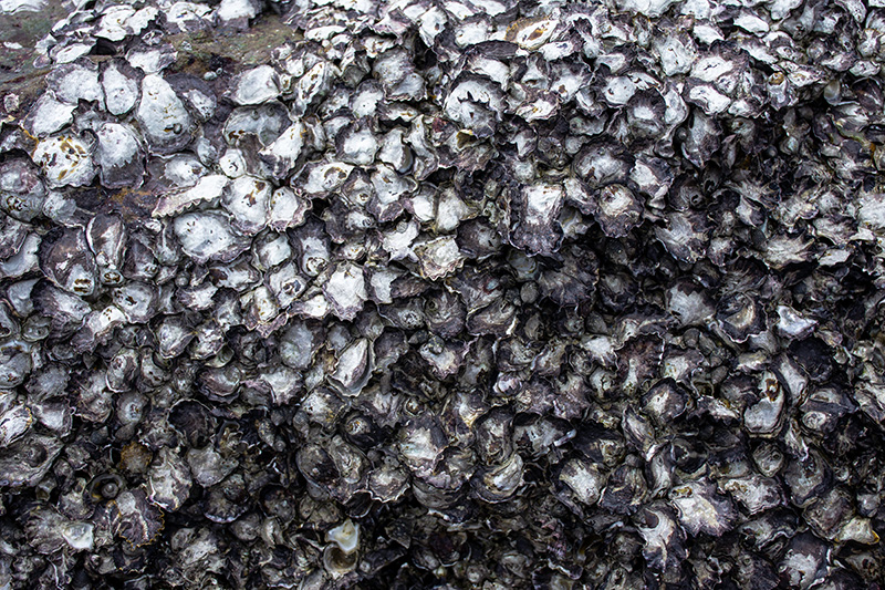 Oyster reef