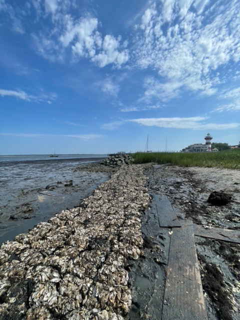 Harbour Town Golf Links oyster reef