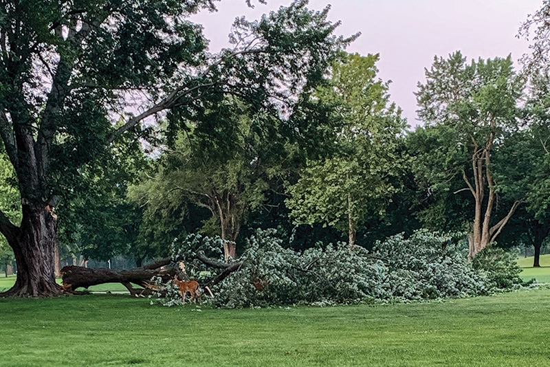 Uprooted tree on a golf course