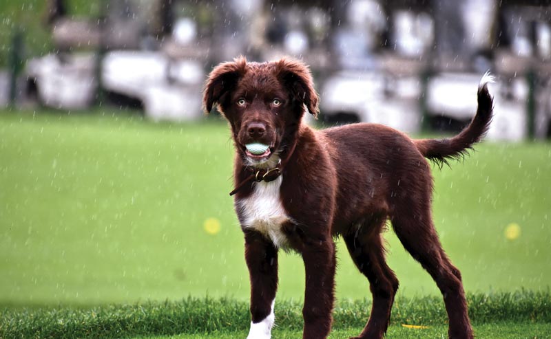 2019 golf dog calendar