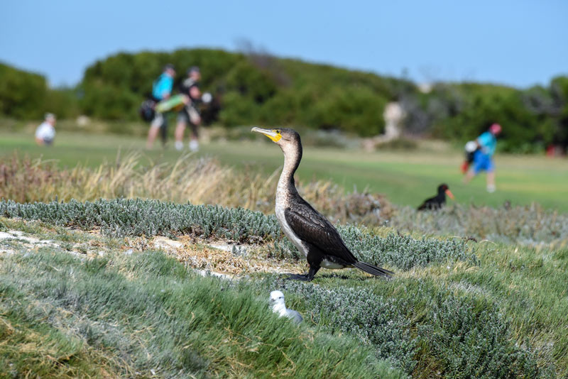 Golf course wildlife