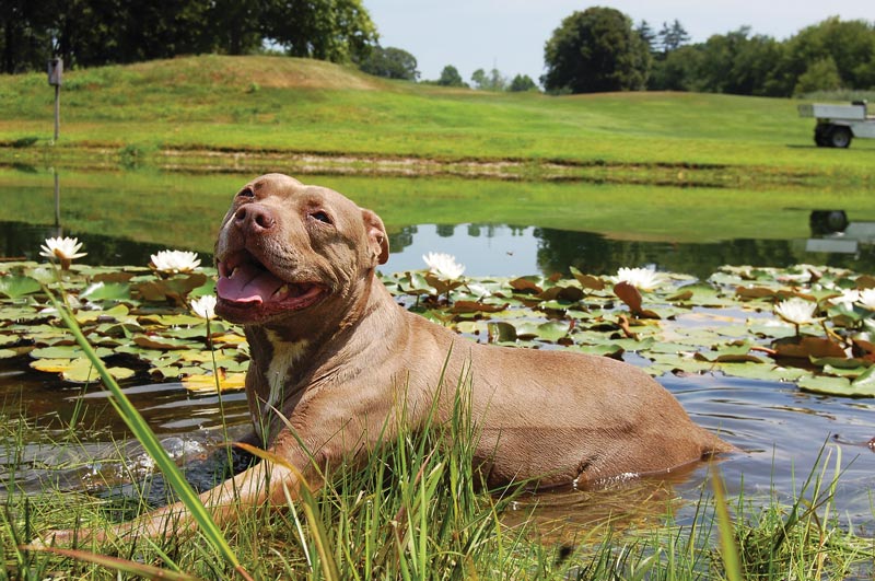 Dog days of the Golf Industry Show Jumping Brook Country Club
