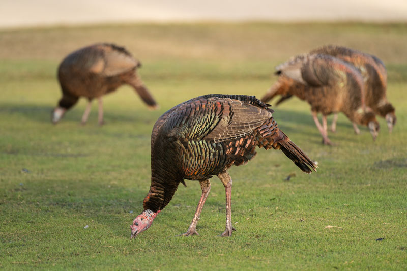 Florida golf wildlife