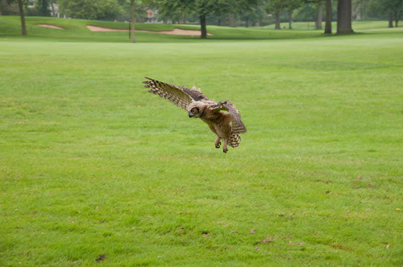 Golf environmental stewardship