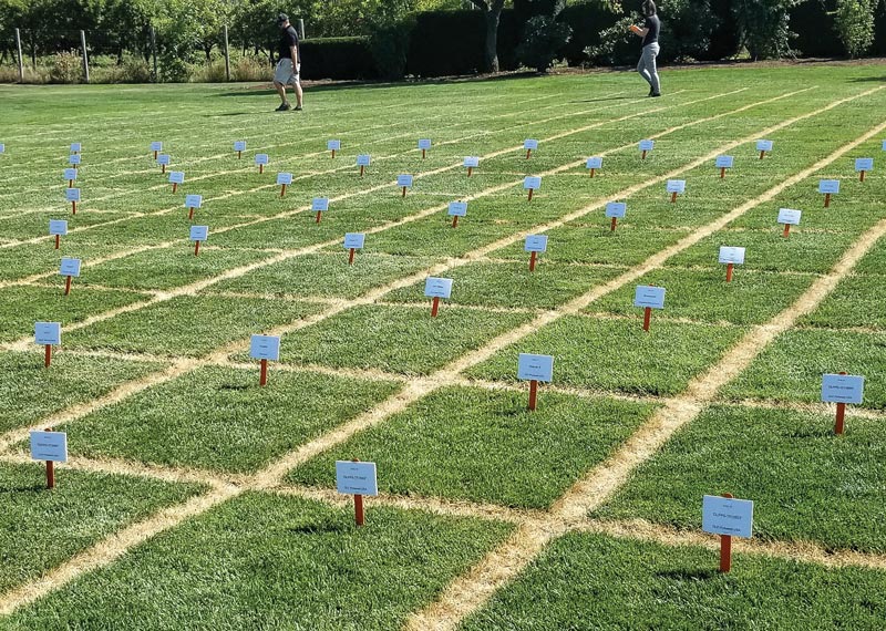 Oregon State turfgrass research