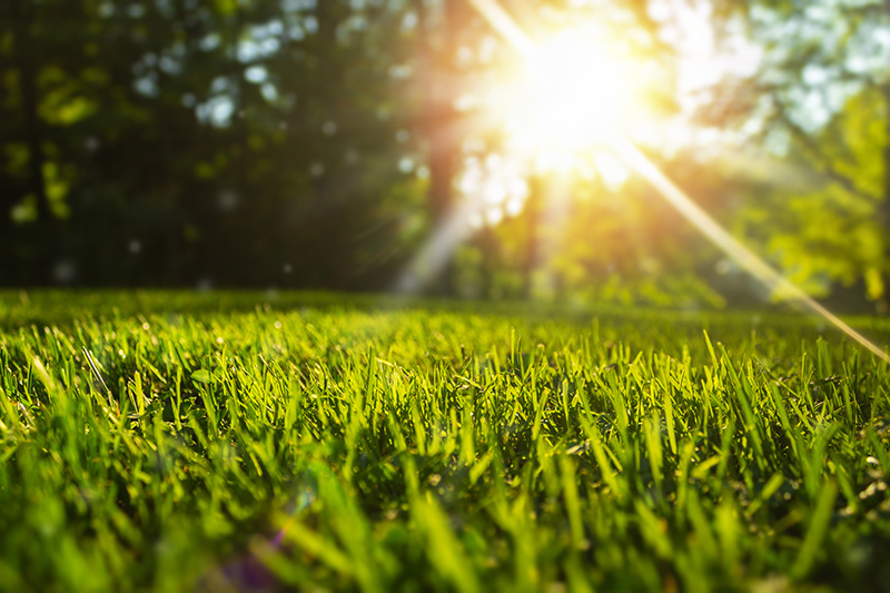grass