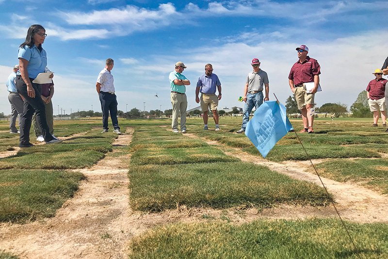 Turf researchers walking a test plot during a university field day