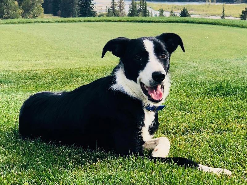 Wildlife-control dog