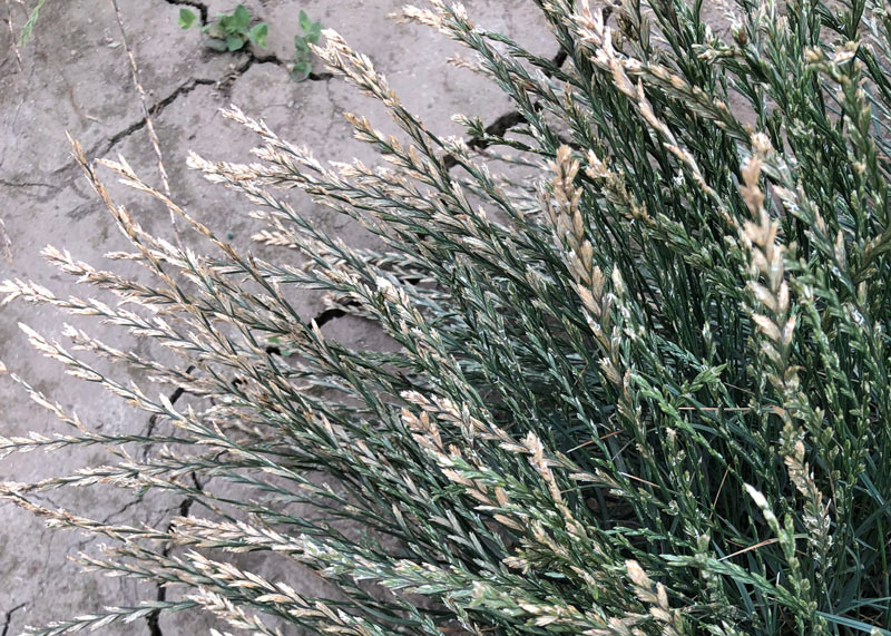 Inside golf’s grass seed shortage Perennial ryegrass seed shortage