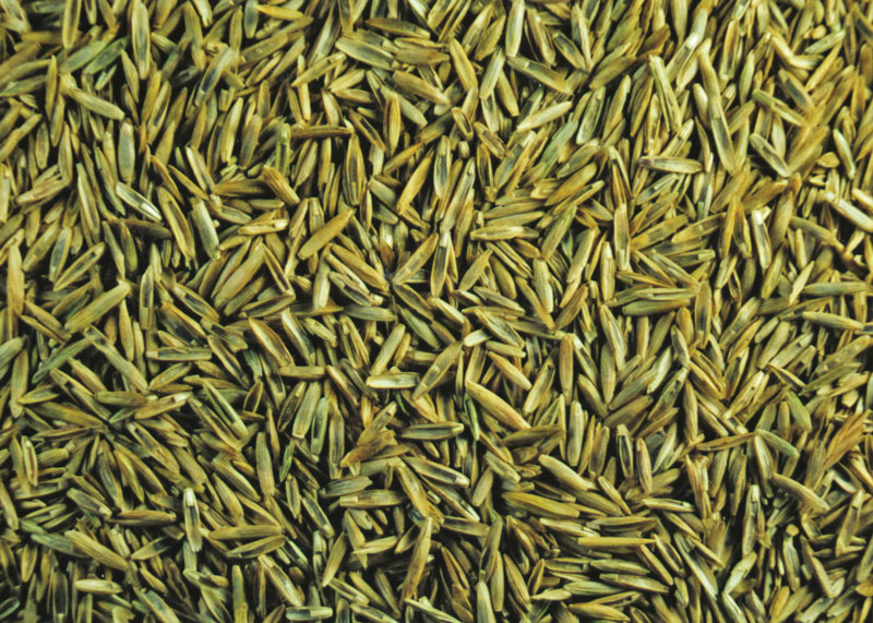 Inside golf’s grass seed shortage Shortage perennial ryegrass seed