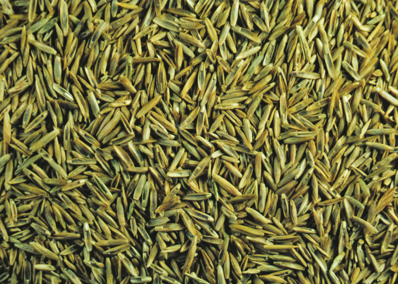 Shortage perennial ryegrass seed