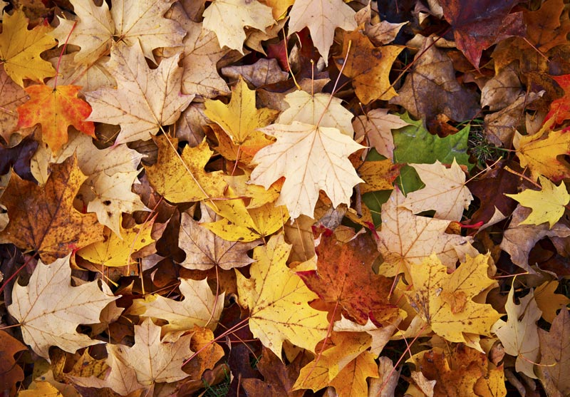 Mulch fall leaves into turfgrass - GCMOnline.com