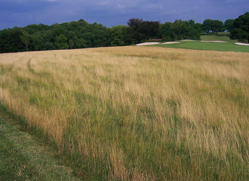 Maintaining golf course naturalized areas Golf course naturalized area