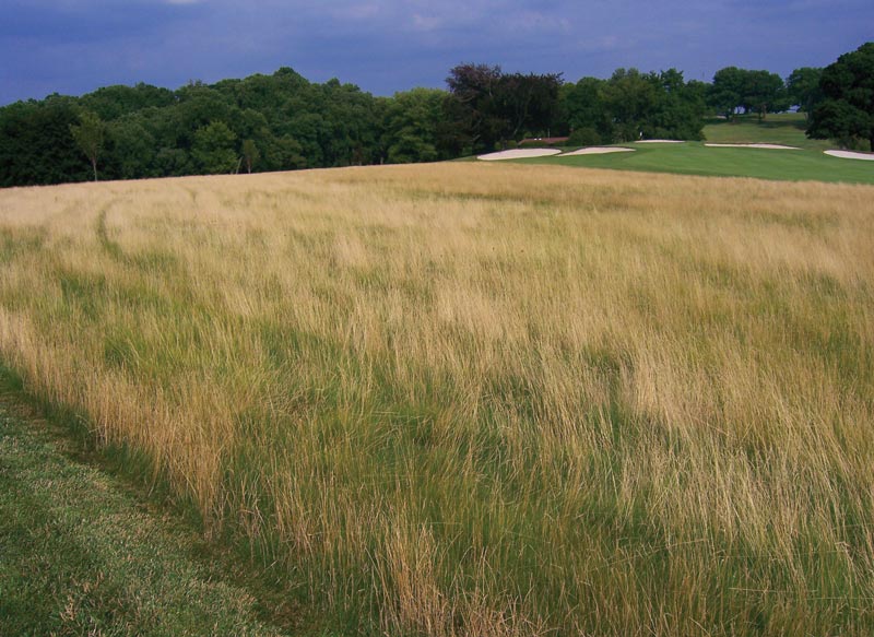 Golf course naturalized area