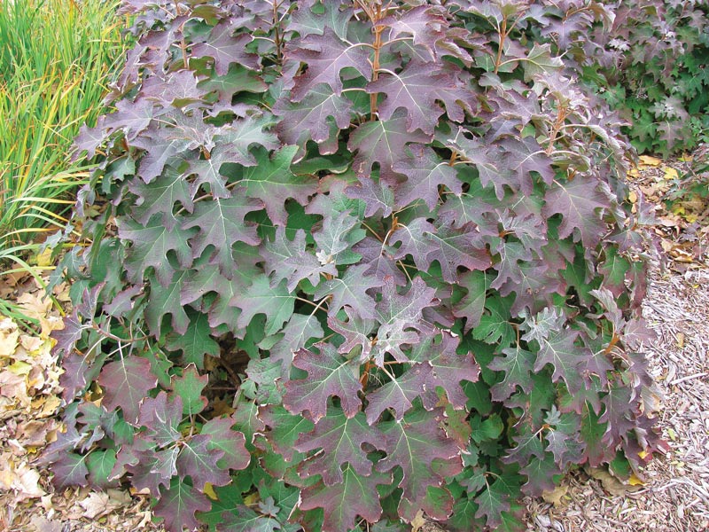 Oakleaf hydrangea leaves