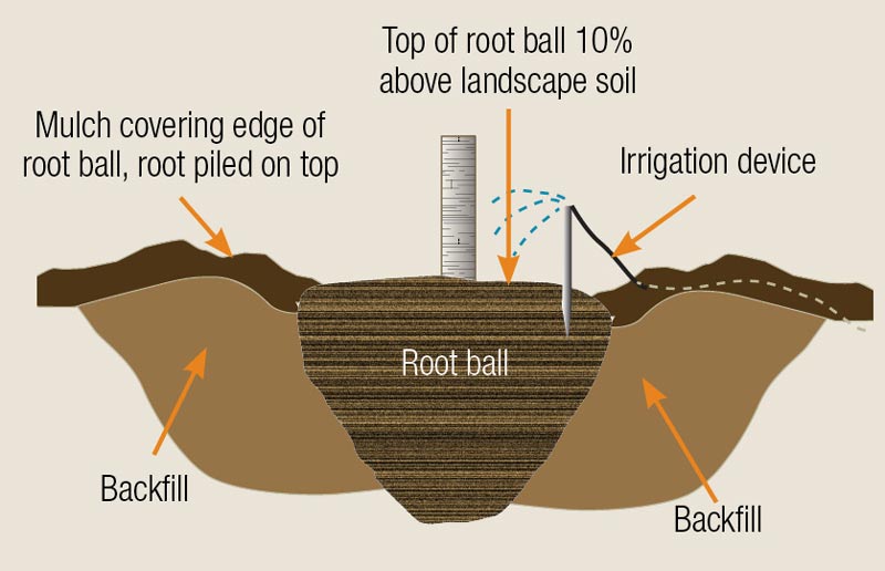 Preventing damage to golf course ornamentals Planting root ball