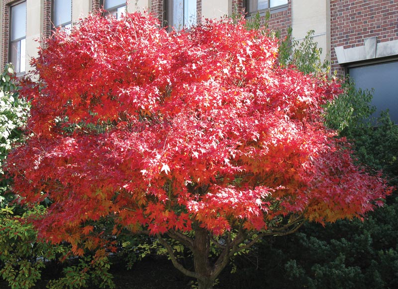 Red fall landscaping