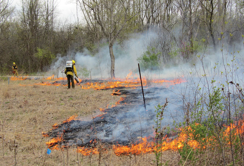 Controlled burns on the golf course Golf course controlled burn
