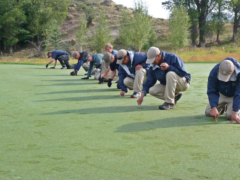 Elk damage grass