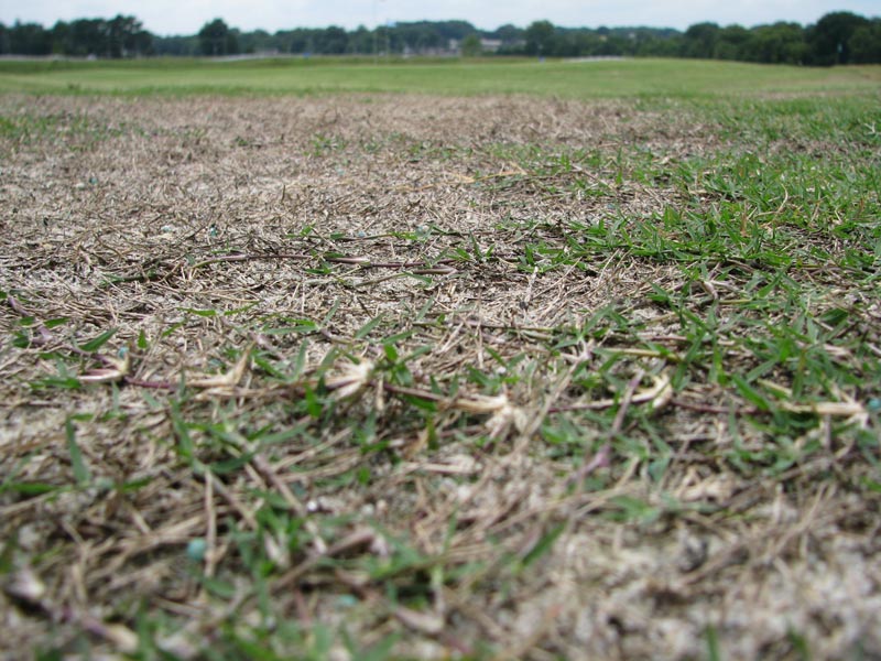 Bermudagrass winter damage