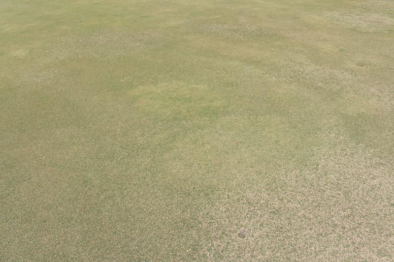 Bermudagrass winterkill