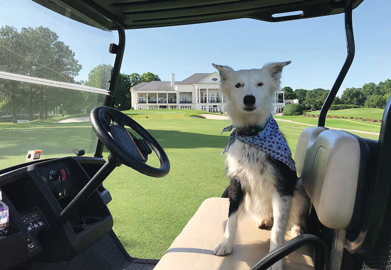 Border collie geese control