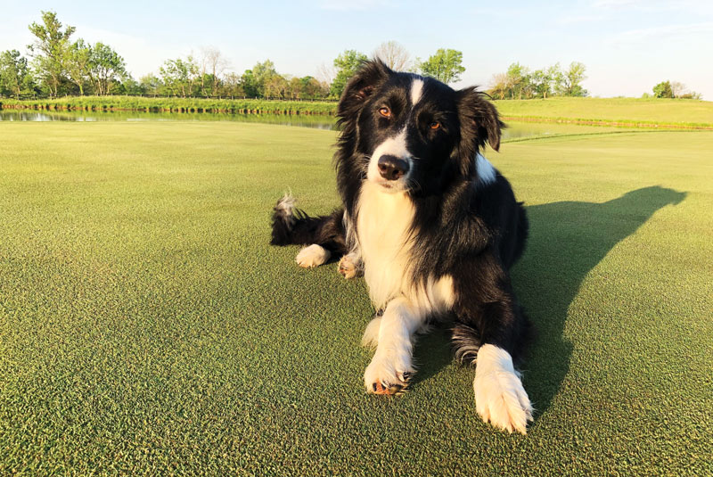 Border collie golf course