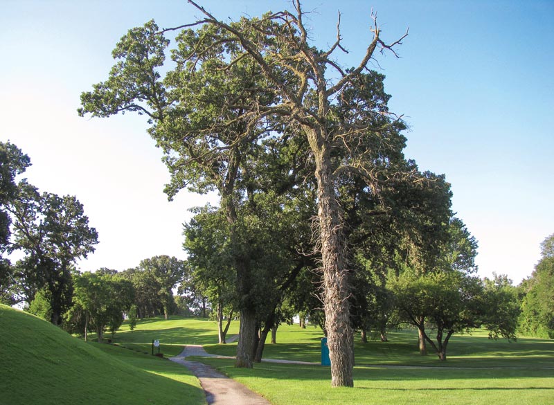 Golf course tree removal: Craft a persuasive pitch Cart path tree