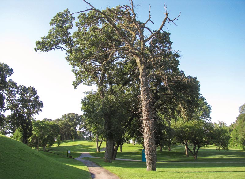 Cart path tree