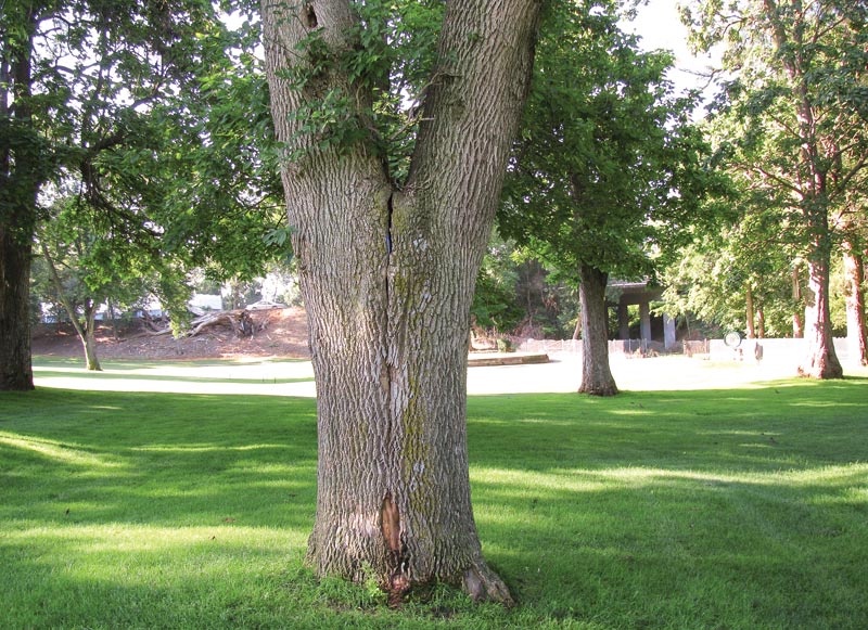 Damaged golf course tree