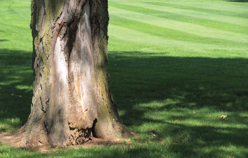 Golf course tree removal: Craft a persuasive pitch Golf course tree removal
