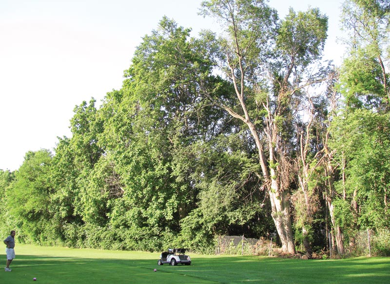 Golf course tree removal: Craft a persuasive pitch Golf course tree