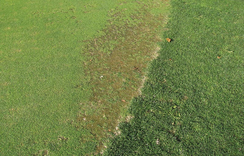 Tree turf damage